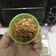 Cooksnap dari Wiwit untuk resep MPAsi 11bln..Ayam kecap, saos tiram