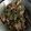 Cooksnap dari WY untuk resep Ayam rica rica