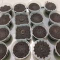 Cooksnap dari NURHASANAH untuk resep Bolu Ketan Hitam Kukus 😍