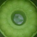 Cooksnap dari ana nasir untuk resep Bolu pandan kukus