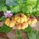 Cooksnap dari Indah Tuwiarsih untuk resep Roti Kasur Labu Kuning Isi Coklat
