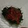 Cooksnap dari Mbk Irin untuk resep Plecing Kangkung