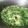 Cooksnap dari Dapur FN untuk resep Sayur daun singkong kuah santan