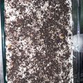 El cooksnap de geldine torrado cuando hizo Postre de napoleon.