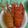 Cooksnap dari nur afni untuk resep Lobster saos padang