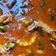 Cooksnap dari xandria untuk resep 153. Cumi-cumi Saus Padang