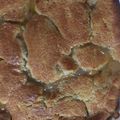 Mary's cooksnap of when they made Peach Cobbler.
