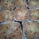 Cooksnap dari Shinta untuk resep Potato cheese schotel kukus