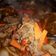 El cooksnap de Samanta Romero cuando hizo Escabeche de pollo y verduras .