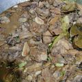 Cooksnap dari Latifah Syukryah untuk resep 52.) Tumis Kerang Ala Warteg