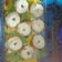 Cooksnap dari Rafifatu Rifda untuk resep Donat ubi simple
