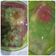 Cooksnap dari Ummu Abdirrahman Sarah Yanti untuk resep Puding jelly art(versi puding ultah)