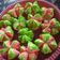 Cooksnap dari Khoirotin Ahmad untuk resep Roti Kukus / Bolu Kukus Mekar "Semangka"