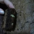 El cooksnap de María Luján cuando hizo Brownies rápidos con cacao.