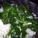 Cooksnap dari ciwa untuk resep Sayur Bayam Bening