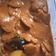 Cooksnap dari Dewi Andrian untuk resep Semur Jengkol