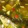 Cooksnap dari Elok El Vina untuk resep Asem Pindang Bandeng