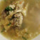 Cooksnap dari 💜Lianawati💜 untuk resep SOTO RUMAHAN