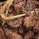Cooksnap dari Deli Nuraprilia untuk resep Gepuk Daging Sapi Empuk (Tanpa Presto)