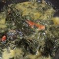 Cooksnap dari Wiwien Andriani untuk resep Sayur Daun Singkong Teri Kuah Santan