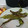 El cooksnap de jaindai cuando hizo Pimientos verdes “fritos” en la airfryer.