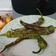 La cooksnap de jaindai cuando cocinó Pimientos verdes “fritos” en la airfryer