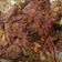 Cooksnap dari SYLVIA untuk resep Empal Daging Sapi / Age Sapi Lezat dengan TIPS supaya EMPUK