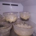 Cooksnap dari Hafizha Mukarromah untuk resep Browkat | Brownies Oreo Alpukat | Oreo Avocado Cheesecake