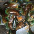 Cooksnap dari Khayla Almaira Nugraha untuk resep Kerang Hijau Saus Tiram