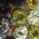 Cooksnap dari Nur Faidah untuk resep Donat Kentang Empuk