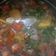 Cooksnap dari Shy Whinna untuk resep Asem Asem Segar Daging Sapi