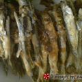 Cooksnap από kristallenia στη συνταγή Γαυράκι χωρίς τύψεις