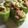 El cooksnap de Elena cuando hizo Makis de pepino con atún.