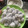 Cooksnap dari Dapur D’Ken untuk resep Klepon ubi ungu