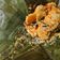 Cooksnap dari Sri Permana untuk resep Botok udang tahu tempe