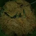 Cooksnap dari niena febriana untuk resep Bihun goreng sederhana