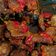 Cooksnap dari Dyana untuk resep Dendeng sapi balado simple