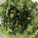 Cooksnap dari Emilia Fandira untuk resep Sayur Daun Singkong