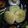 Swati Bharadwaj's cooksnap of when they made মটর শুঁটির কচুরি (Matarshuntir kochuri recipe in Bengali).