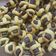 Cooksnap dari Ayu Lestari untuk resep Chocolate stick cookies