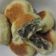 Cooksnap dari Dapur Ummi MHF untuk resep Bakpia isi Ubi Ungu