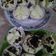 Cooksnap dari Rinta Keimoo untuk resep BOLU KUKUS MEKAR ANTI GAGAL (dengan tips)