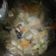 Cooksnap dari Helianti Ut untuk resep Sop ayam