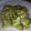 El cooksnap de Maria de los Angeles cuando hizo Brocoli gratinado fácil.