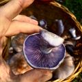 El cooksnap de ra cuando hizo Setas de pie azul escabechadas.