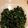 Alan 's cooksnap of when they made Kale Chips.