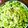 Raghini Phad 's cooksnap of when they made Poha.