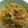 Cooksnap dari Stevi untuk resep Tongseng Sapi