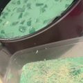Cooksnap dari Ny.Eca Arman untuk resep Buko pandan creamy