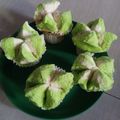Cooksnap dari Riska Rizkiani untuk resep Bolu Kukus Tanpa Soda (takaran gelas) All in One, Step by Step